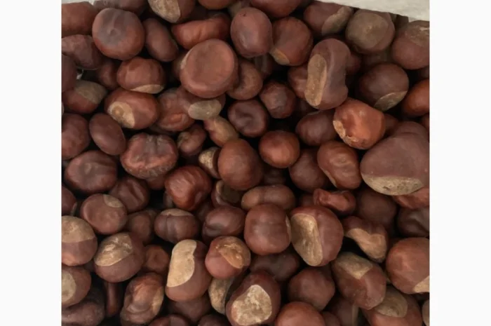 Продам сушений каштан- фото № 1