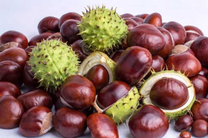 Куплю каштан сирий- фото № 1