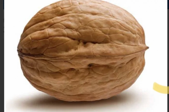 Куплю горіхи грецькі нового врожаю 2024р- фото № 1