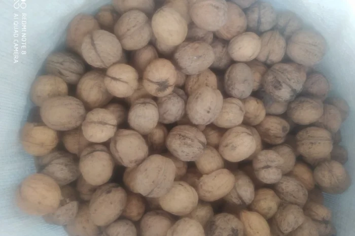 Продам горіх кругляк- фото № 1