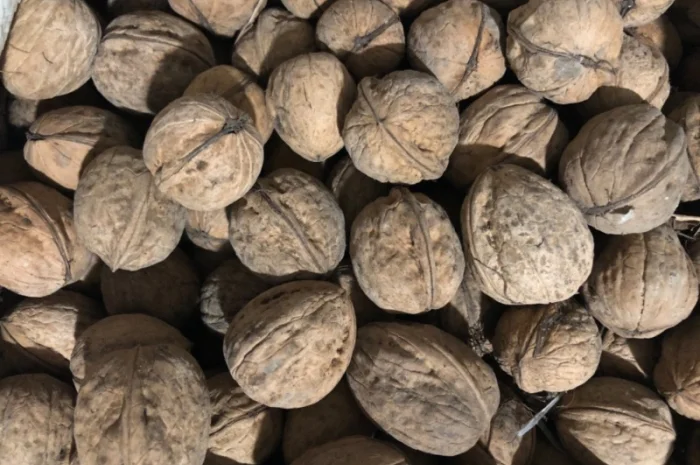 Продам горіх кругляк- фото № 1