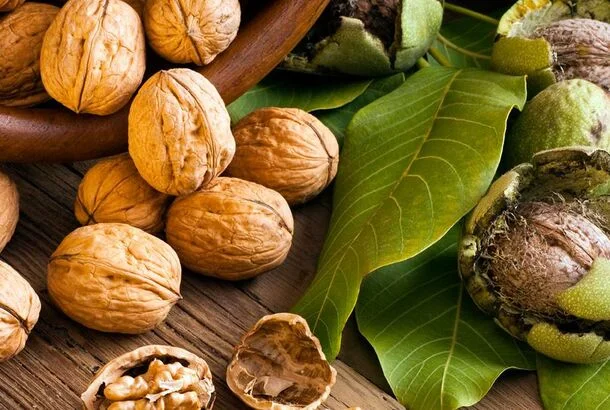 Продам волоський горіх 5/10/15/20 тон- фото № 1