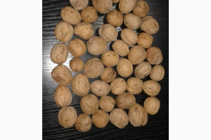 Кругляк и ядро грецкого ореха- фото № 1