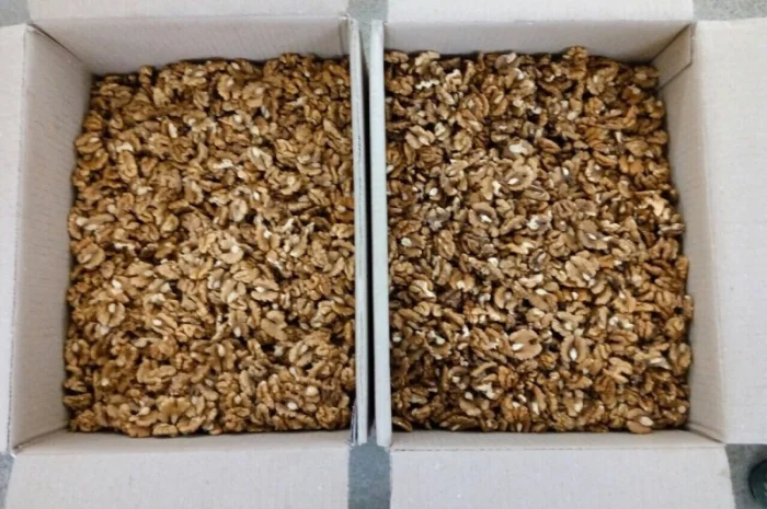 Кругляк и ядро грецкого ореха- фото № 2