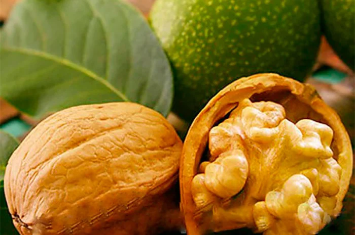 Продам горіх сухий2024року- фото № 1