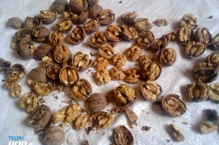 Продам горіх бойний- фото № 1