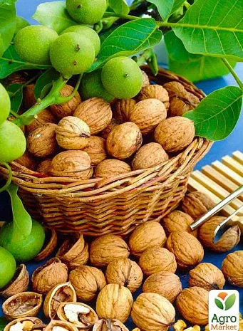 Продам бойний горіх- фото № 1