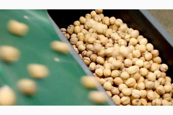 Продам грецький горіх кругляк на Експорт- фото № 1