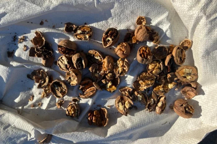 Горіх в шкарлупі- фото № 3