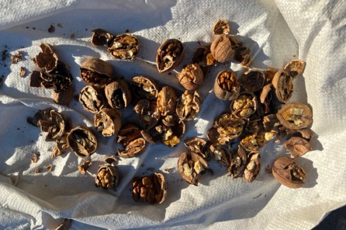 Горіх в шкарлупі- фото № 4