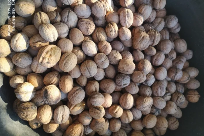 Куплю горіх, ядро горіха, гарбузове насіння- фото № 1