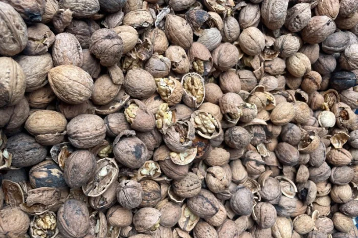 Куплю горіх(гурт)- фото № 3