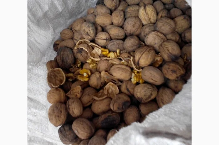 Продам волоський горіх 2024 року- фото № 1