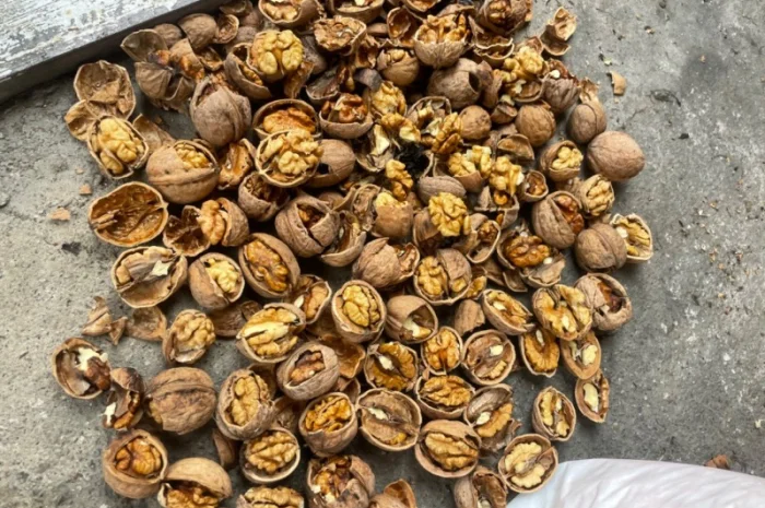 Продам горіх гарної якості- фото № 1