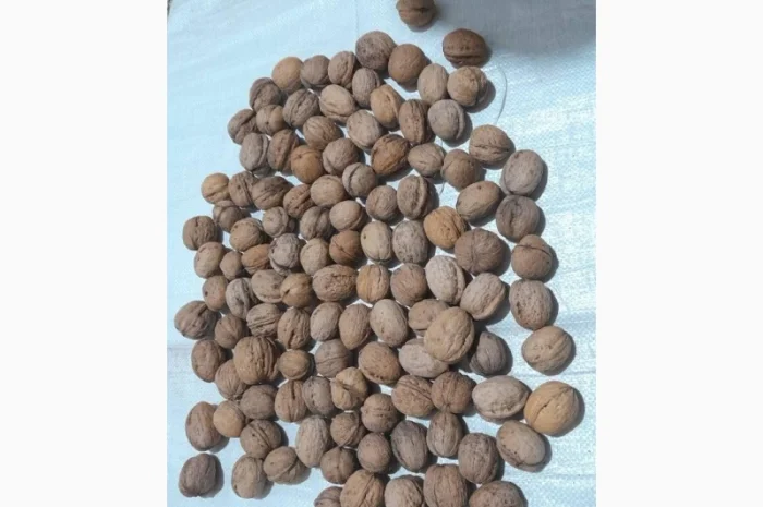 Куплю цілий горіх (кругляк)- фото № 1