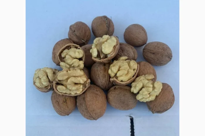 Куплю горіх кругляк врожай 2024- фото № 1
