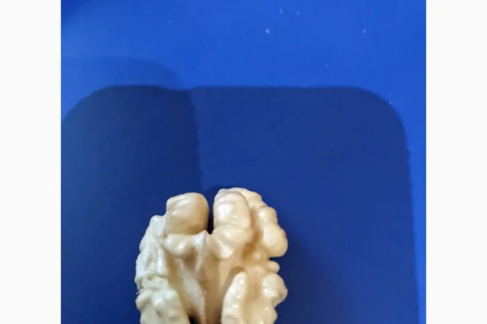 Куплю горіх- фото № 1