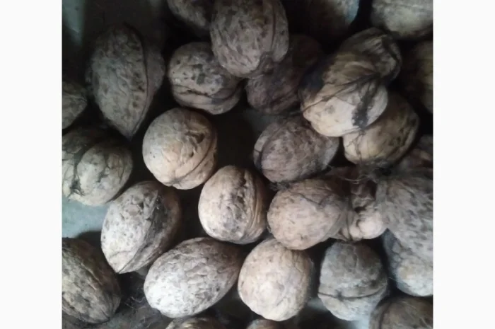 Продам горіхи волоські домашні- фото № 1