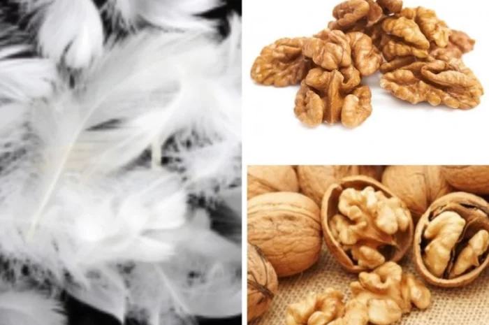 Закуповую волоський горіх. Гусине та качине пірʼя- фото № 1