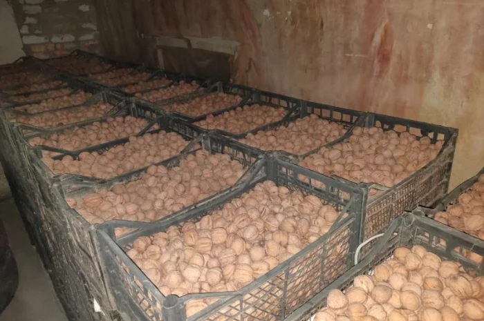 Продам горіх волоський- фото № 2