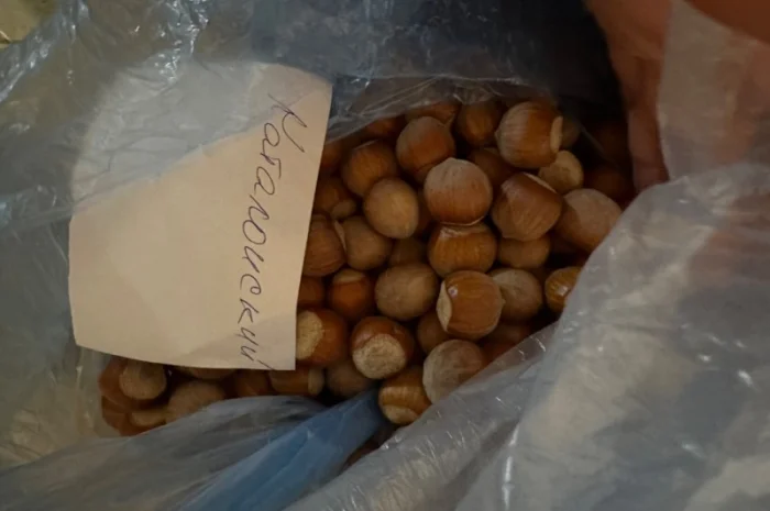 Продам Фундук каталонія- фото № 1