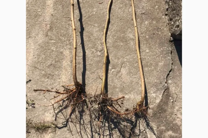 Продаю саженцы фундука- фото № 2