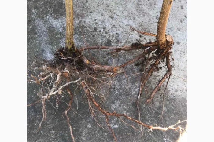 Продаю саженцы фундука- фото № 3