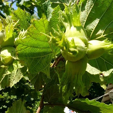 Продаю саженцы фундука- фото № 4