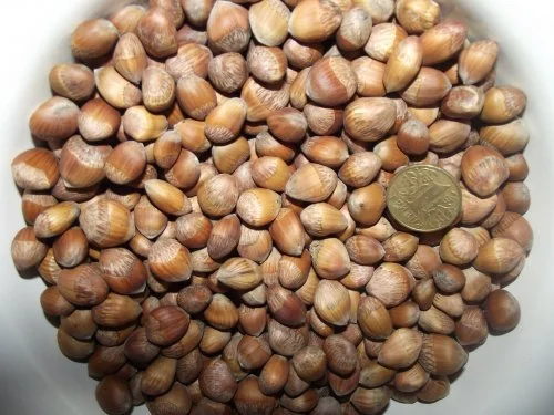 Фундук, ліщина, ведмежий горіх деревовидна ліщина 2024- фото № 1