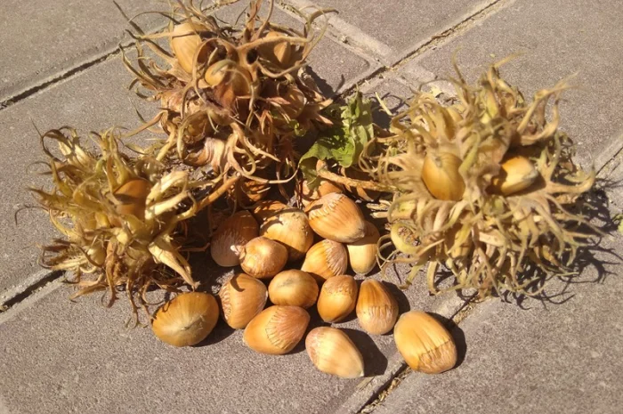 Фундук, ліщина, ведмежий горіх деревовидна ліщина 2024- фото № 2