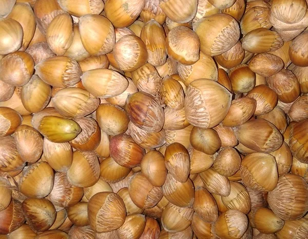 Фундук, ліщина, ведмежий горіх деревовидна ліщина 2024- фото № 3