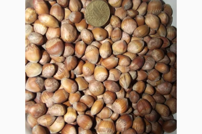 Фундук, ліщина, ведмежий горіх деревовидна ліщина 2024- фото № 4