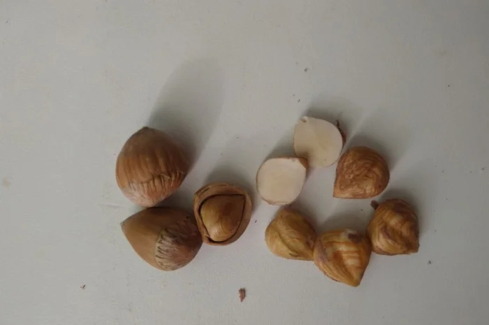 Фундук, ліщина, ведмежий горіх деревовидна ліщина 2024- фото № 5