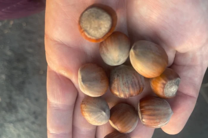 Продам фундук з власного саду нового урожая- фото № 1