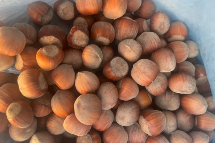 Продам фундук з власного саду нового урожая- фото № 2