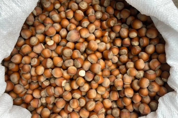 Фундук барселонский каталонский- фото № 1