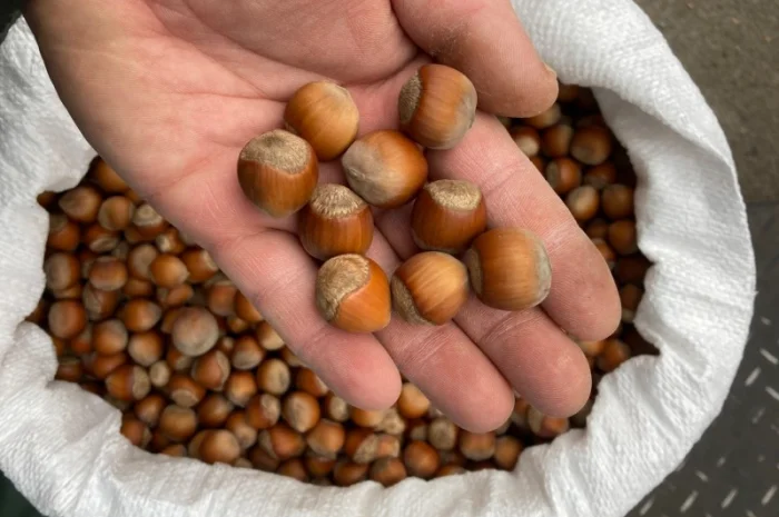 Фундук барселонский каталонский- фото № 2