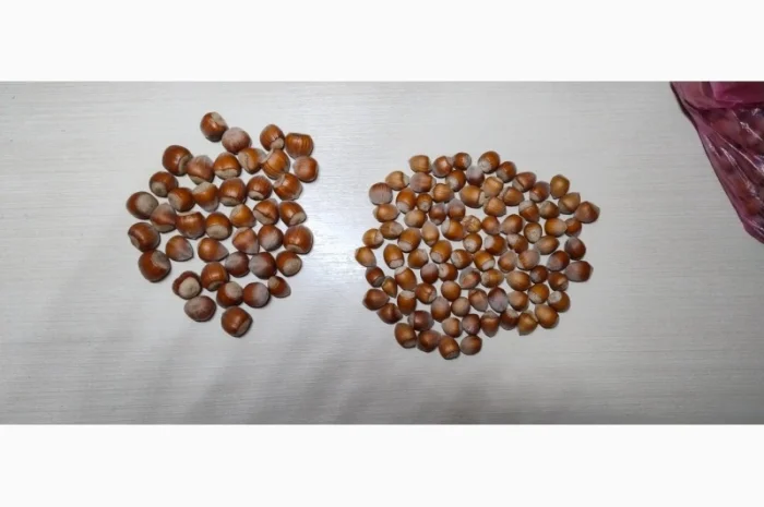 Продам Фундук Трапезунд и Барселона- фото № 1