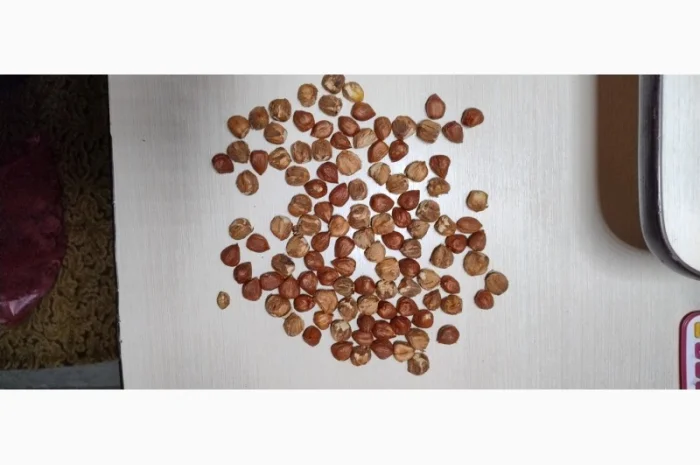 Продам фундук очищенный- фото № 3