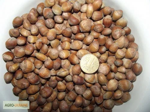 Деревовидна ліщина, лісовий горіх, ведмежий горіх 2024- фото № 1