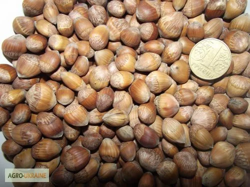 Деревовидна ліщина, лісовий горіх, ведмежий горіх 2024- фото № 3