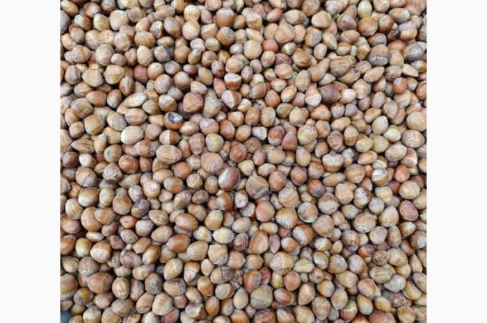 Продам лісовий горіх(ведмежий горіх) ліщину- фото № 1