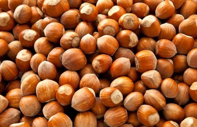 Орех лесной, лещина, урожай 2024- фото № 1