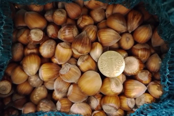 Фундук у шкаралупі (врожай 2024 року)- фото № 1