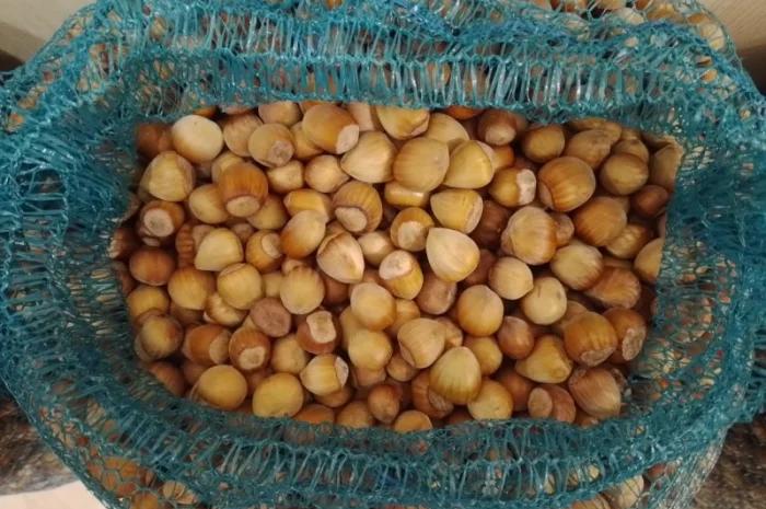 Фундук у шкаралупі (врожай 2024 року)- фото № 2