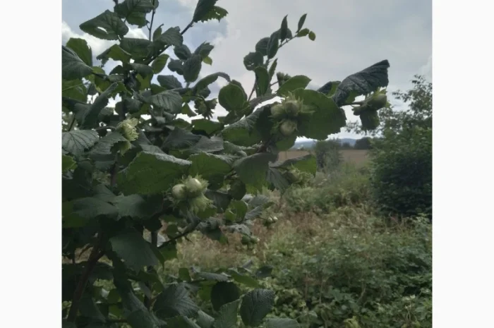 Фундук у шкаралупі (врожай 2024 року)- фото № 4