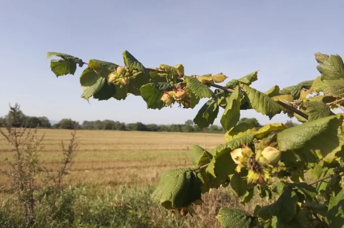 Фундук у шкаралупі (врожай 2024 року)- фото № 5