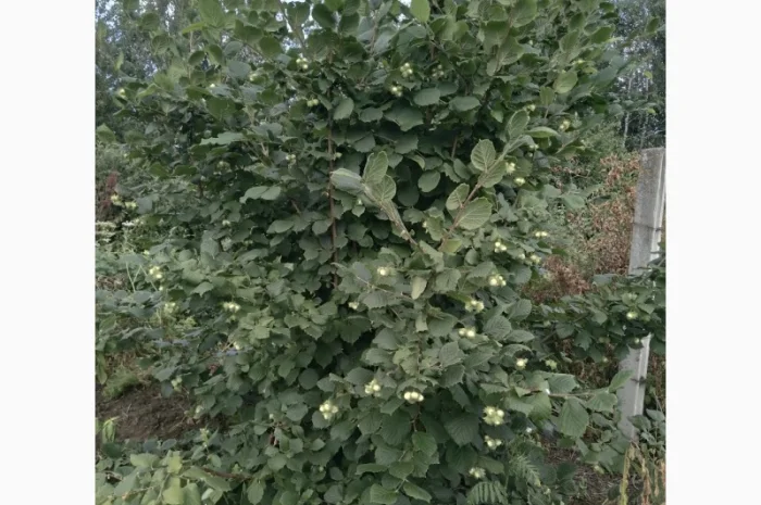Фундук у шкаралупі (врожай 2024 року)- фото № 6