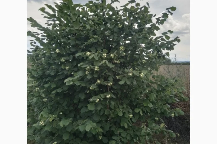 Фундук у шкаралупі (врожай 2024 року)- фото № 7