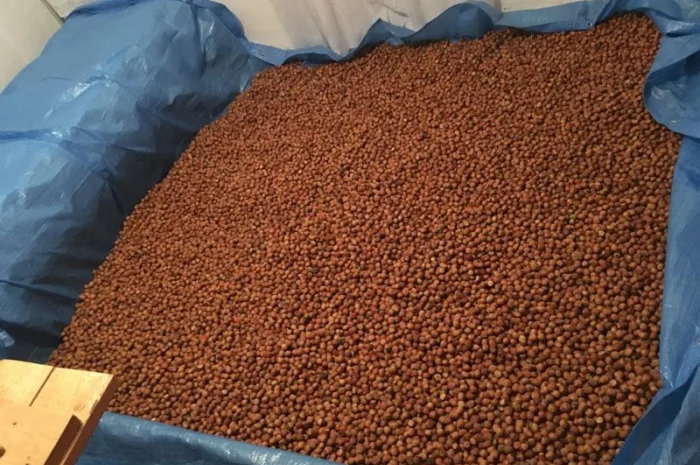 Продам горix фундука, сорт Барcелонський-Каталонський-Галле- фото № 1